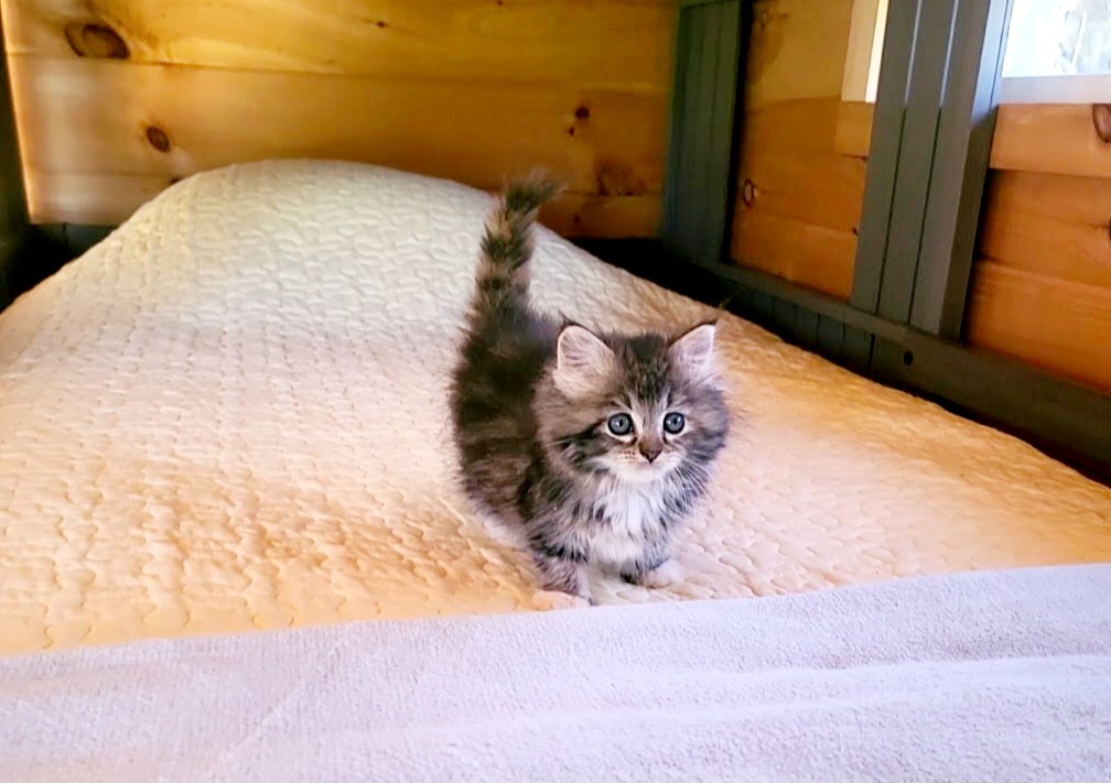 ragdoll kitten Penny