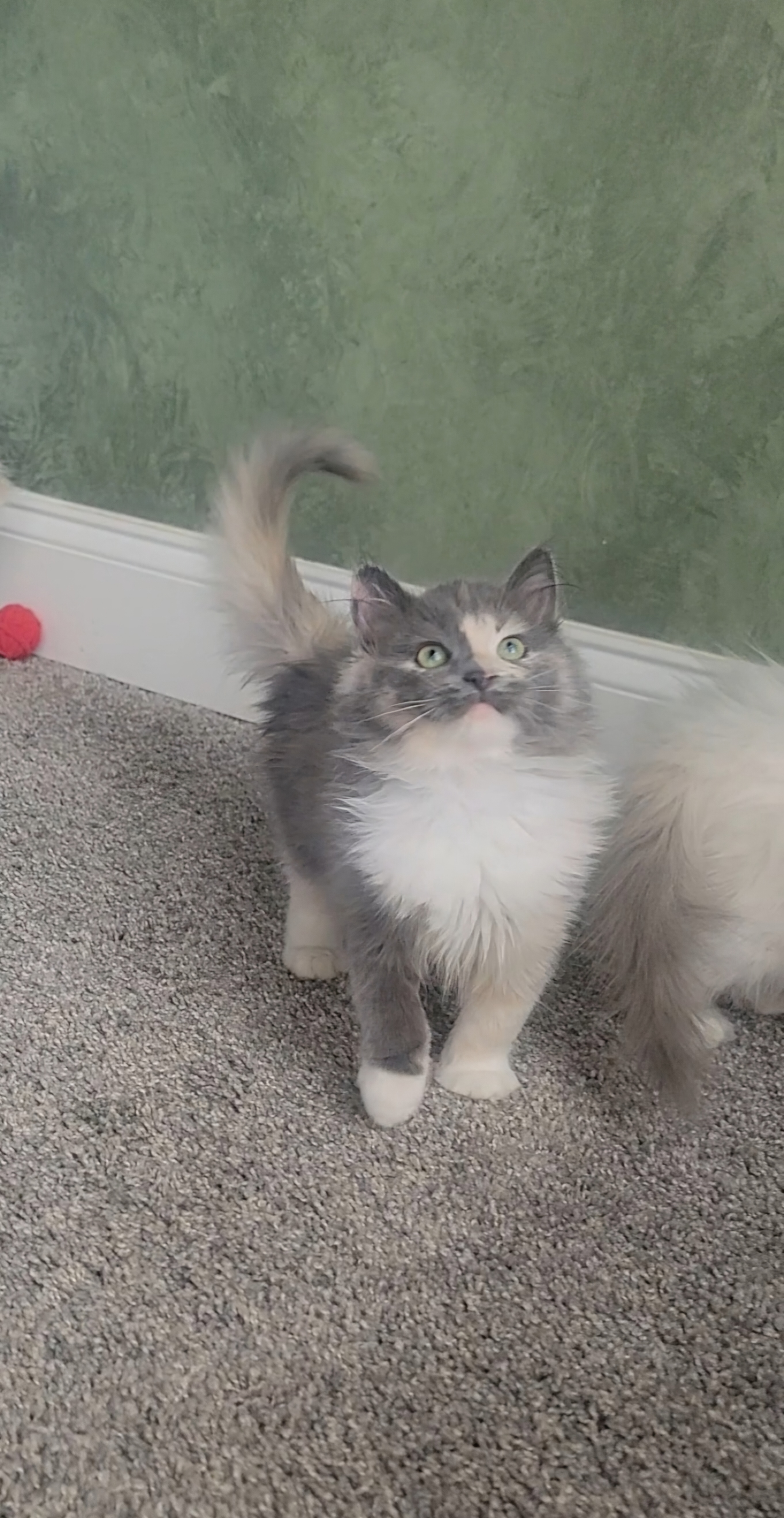 ragdoll kitten Grumble