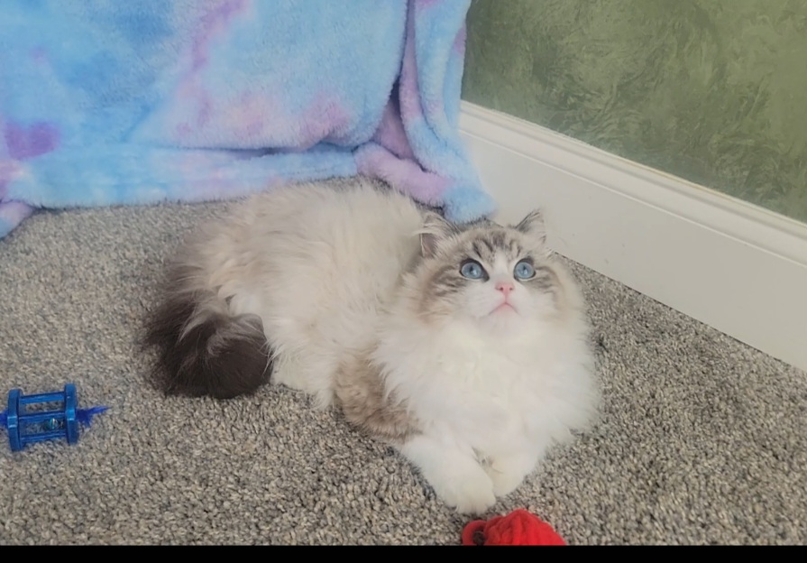ragdoll kitten Lucas
