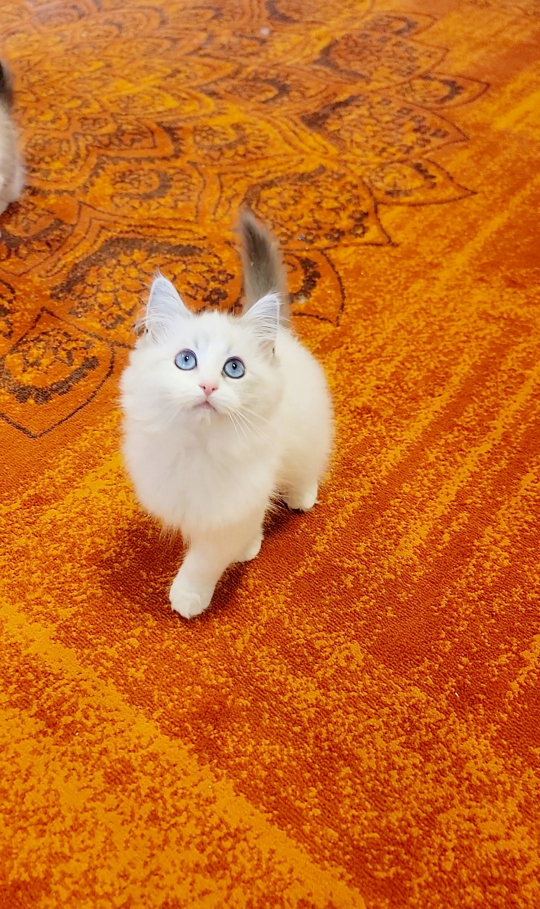 ragdoll kitten Blue Bell