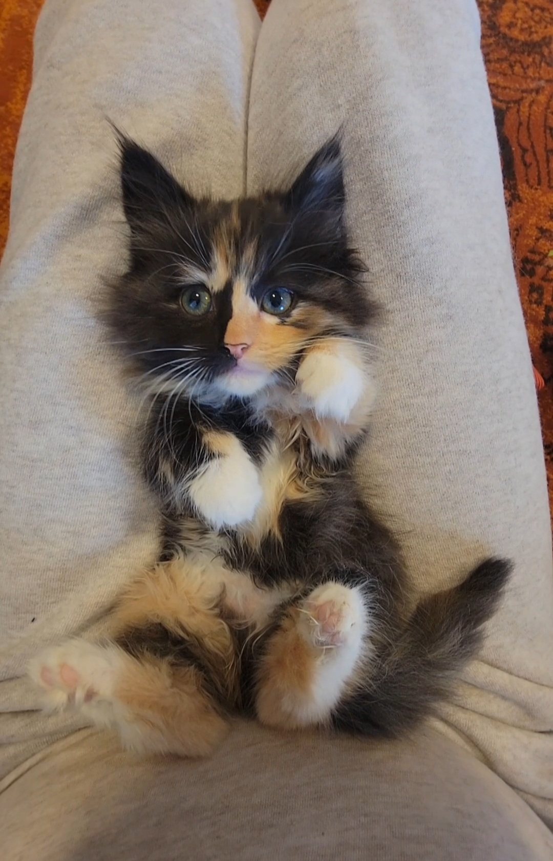 ragdoll kitten Cashmere