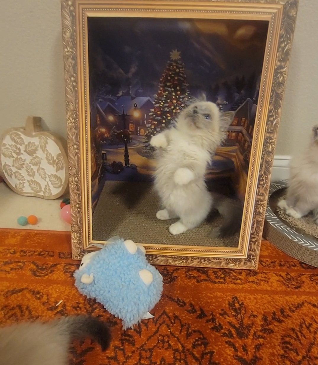 ragdoll kitten Lt. Dan