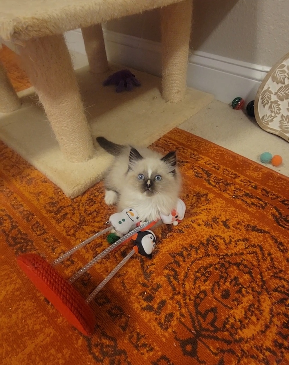 ragdoll kitten Sawyer