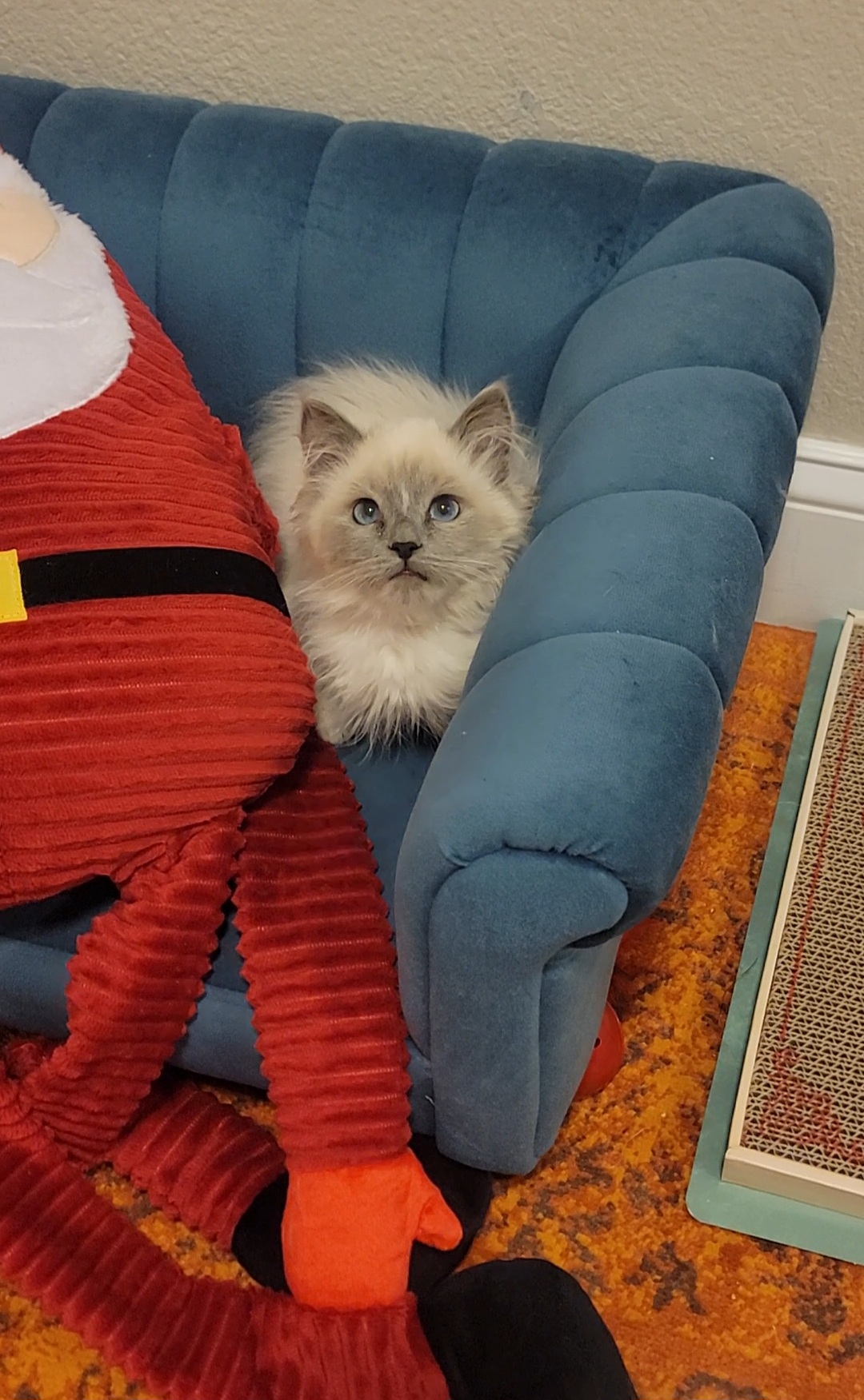 ragdoll kitten Lt. Dan