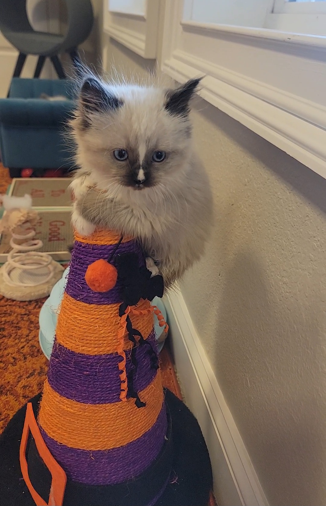 ragdoll kitten Sawyer