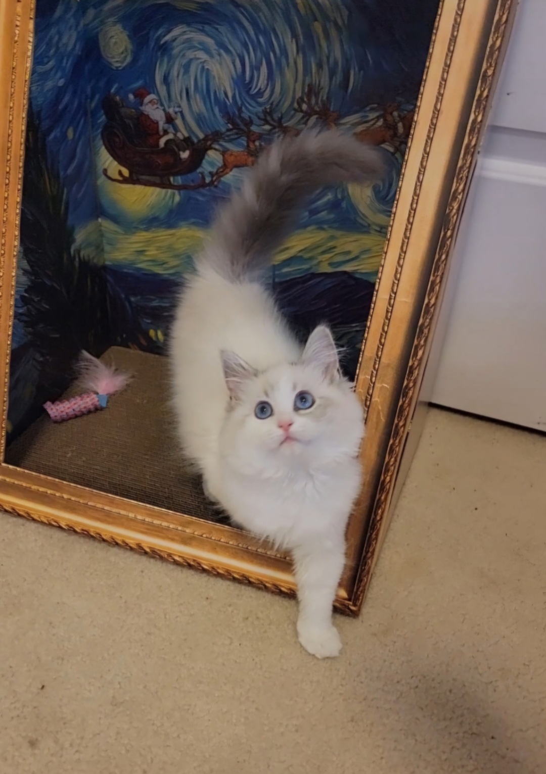 ragdoll kitten Blue Bell