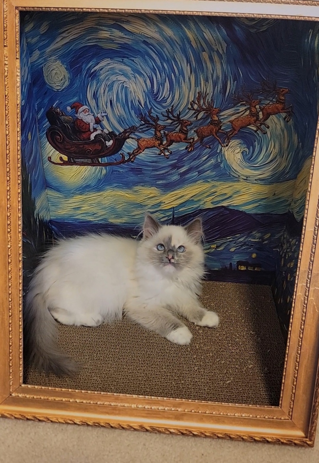 ragdoll kitten Blue Bonnet 