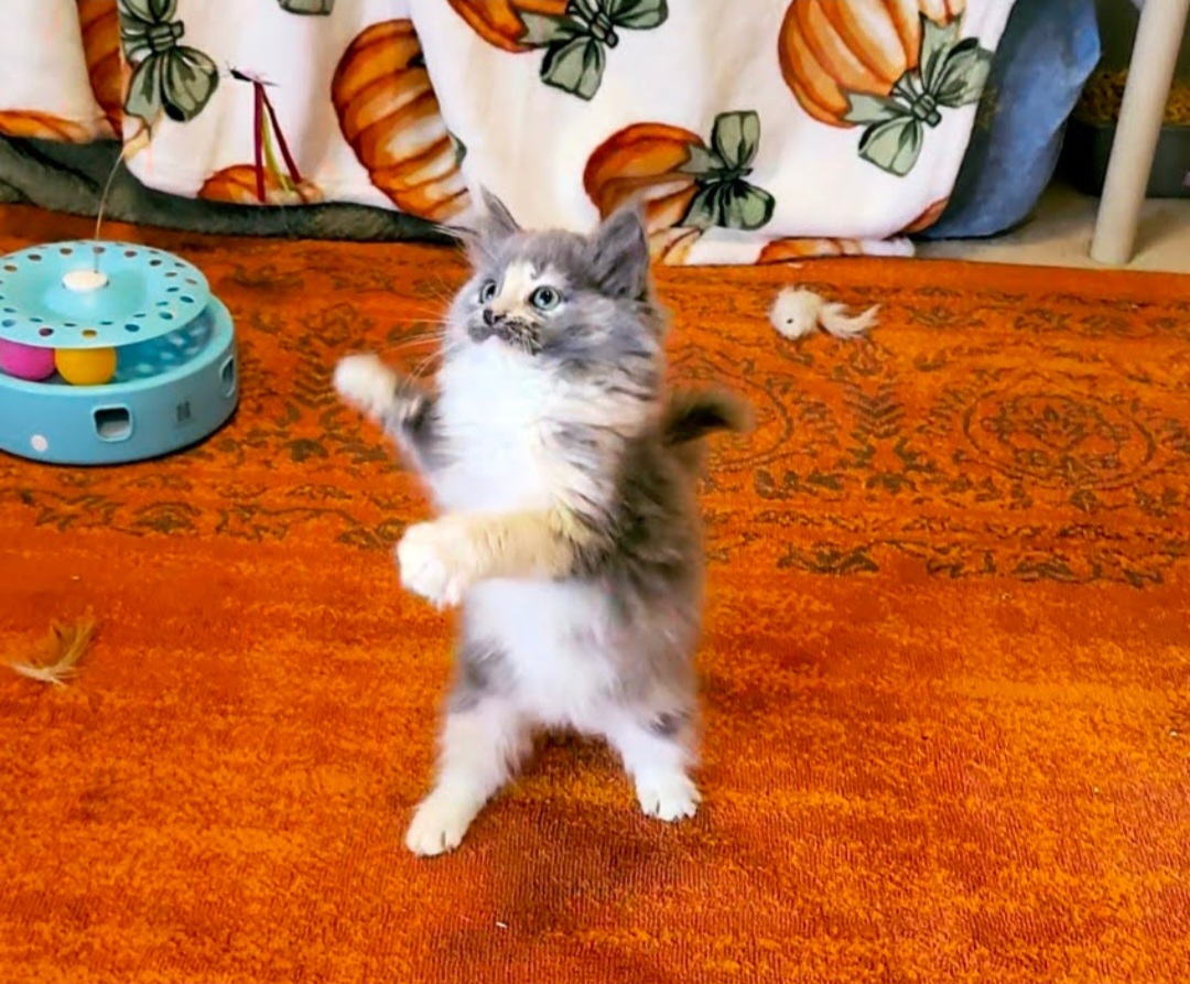 ragdoll kitten Grumble