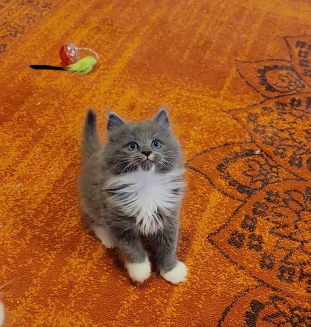 ragdoll kitten Cosmos