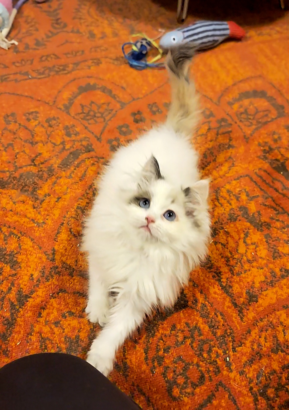 ragdoll kitten Holly