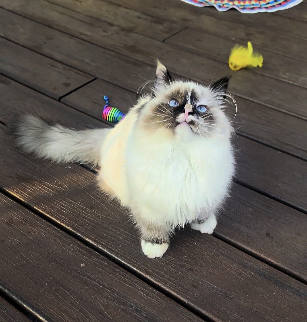 ragdoll kitten Nimbus