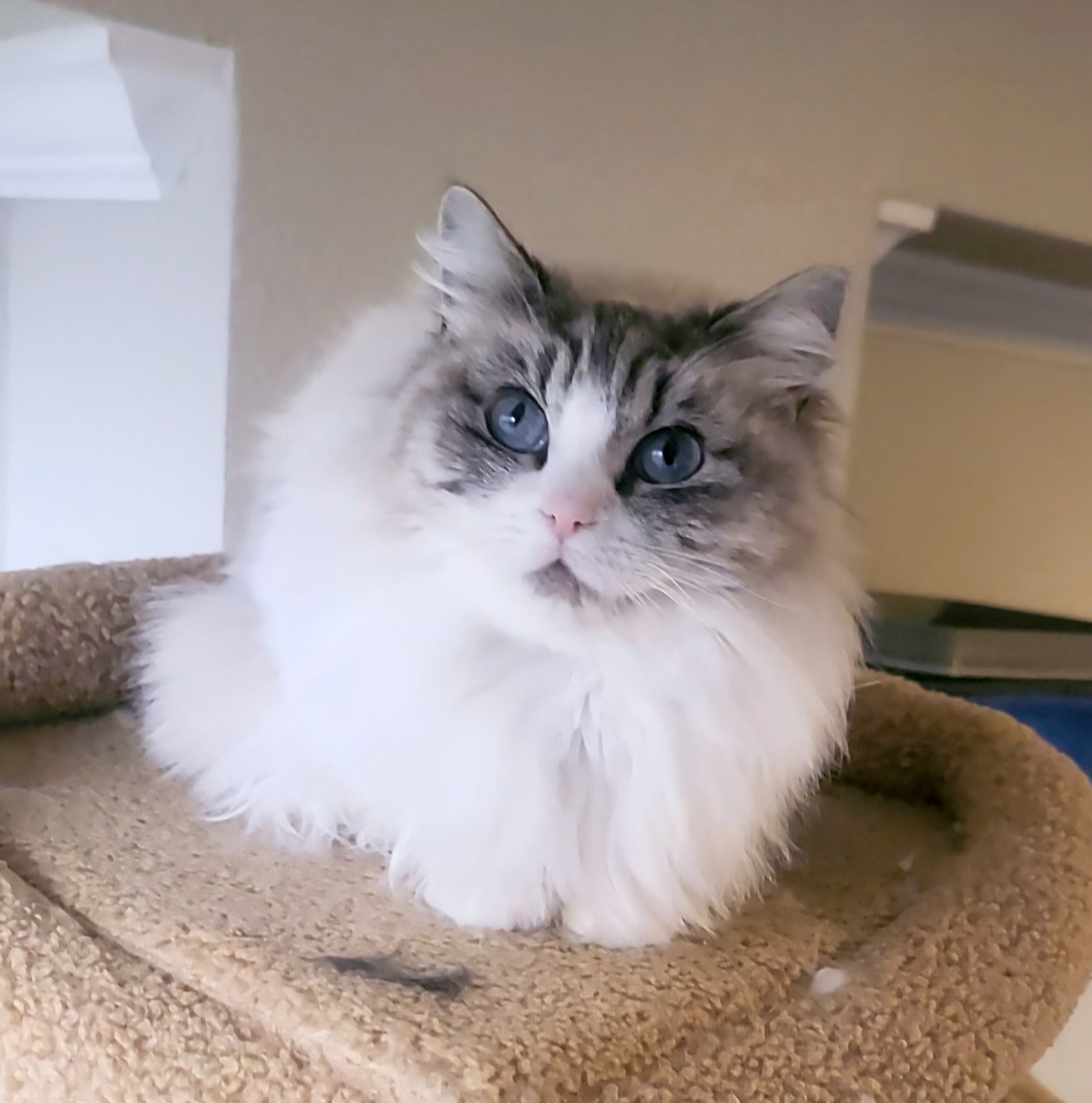 ragdoll kitten Bailey