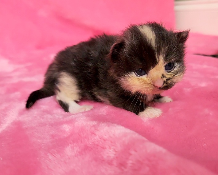 ragdoll kitten Calico girl 1