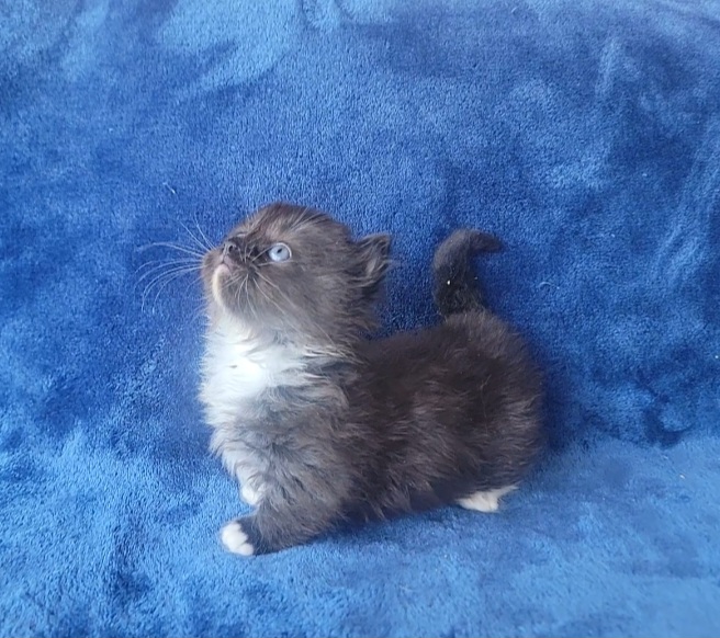 ragdoll kitten Jasper