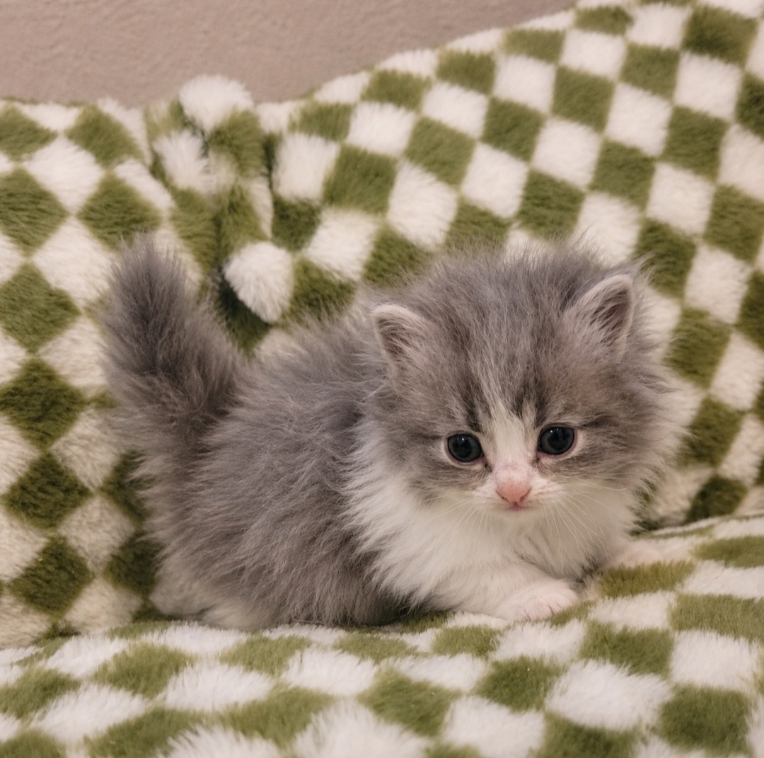 ragdoll kitten Levi