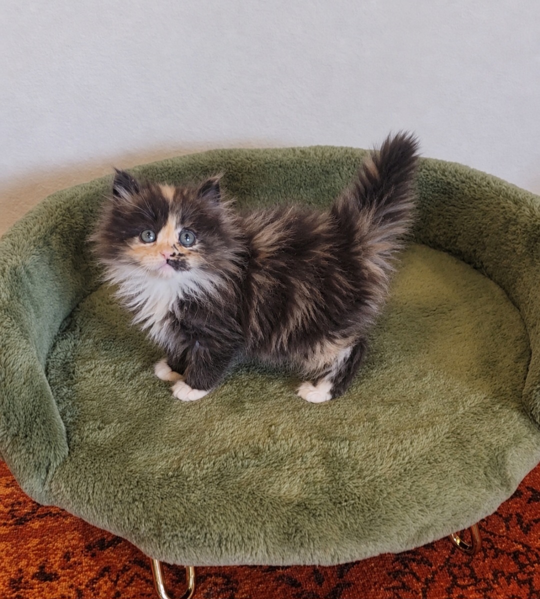 ragdoll kitten Prissy Priscilla