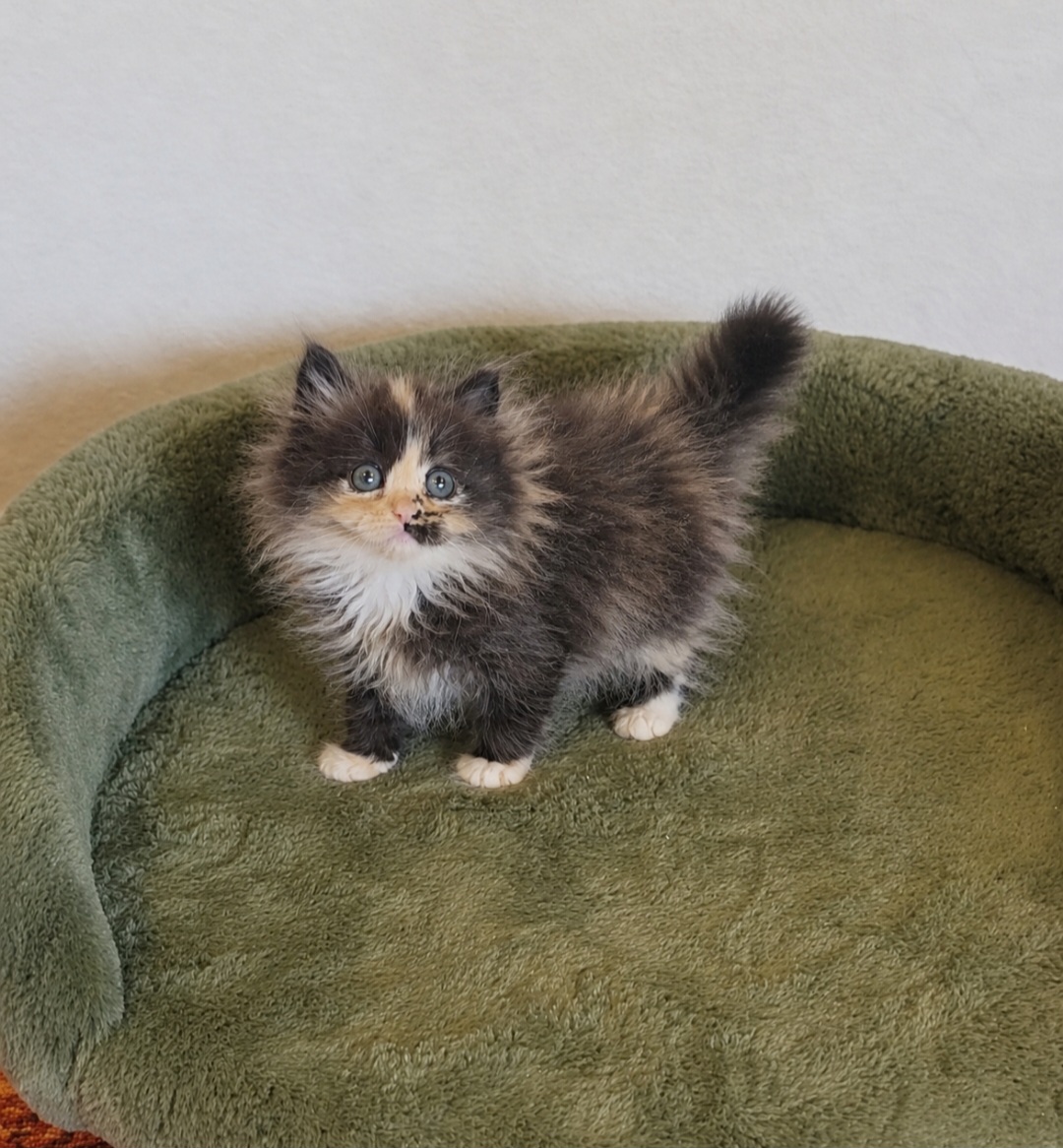 ragdoll kitten Prissy Priscilla