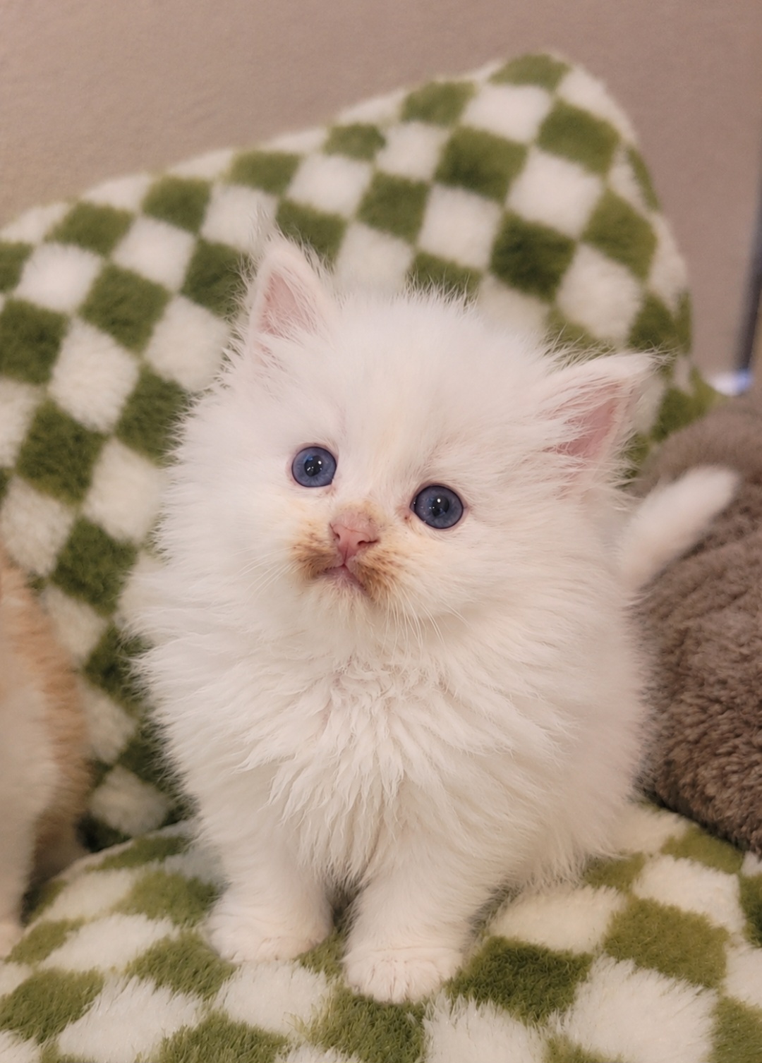 ragdoll kitten Red girl