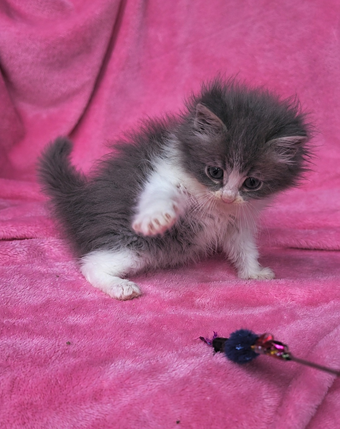 ragdoll kitten Levi