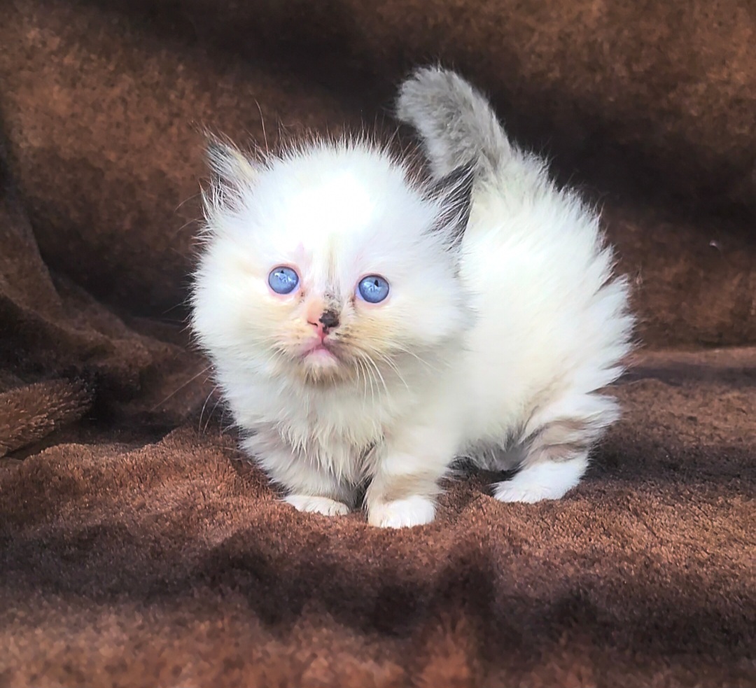 ragdoll kitten Poppy