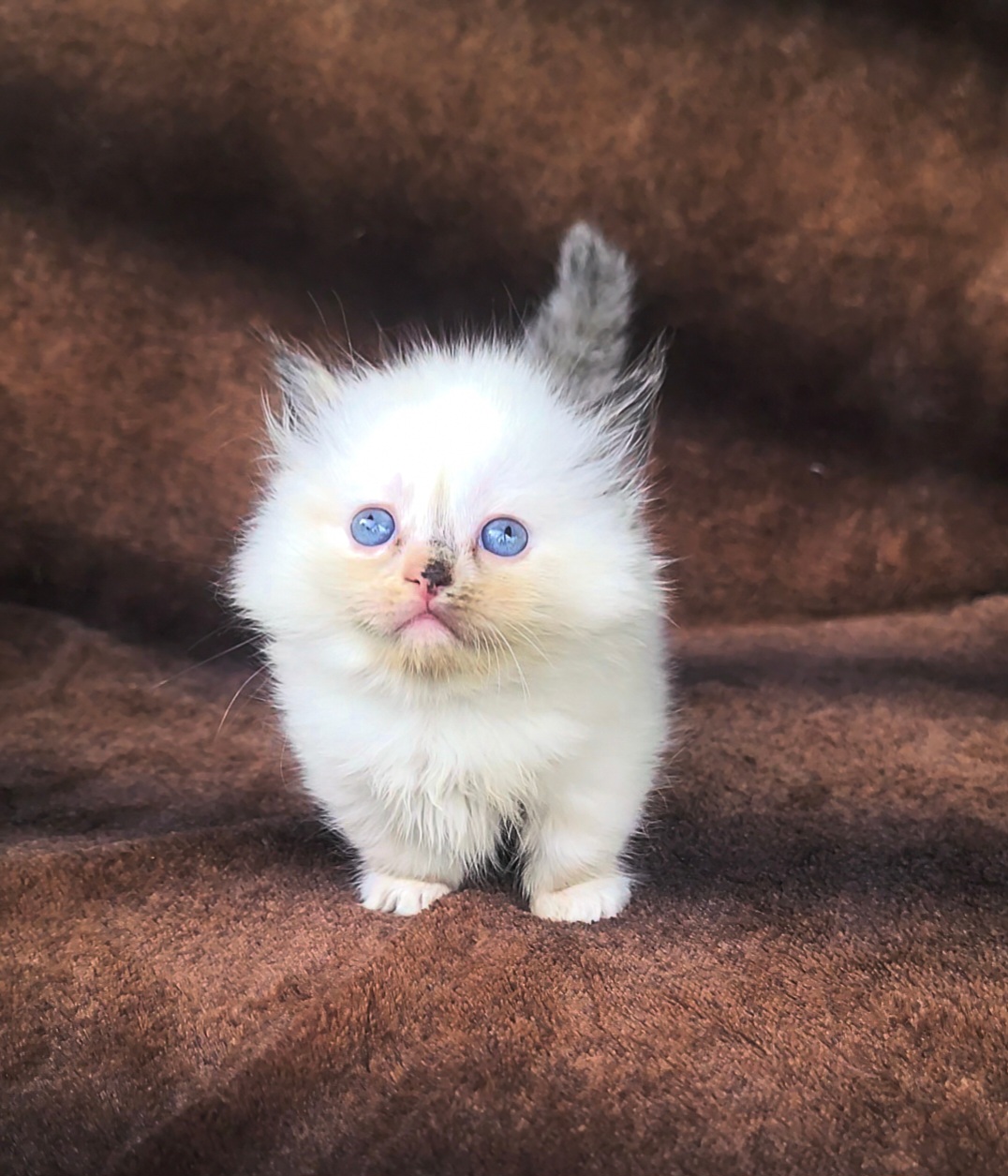 ragdoll kitten Poppy