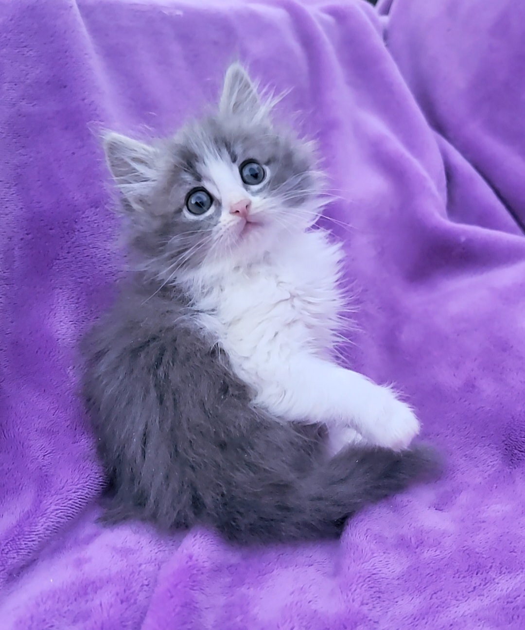 ragdoll kitten Levi