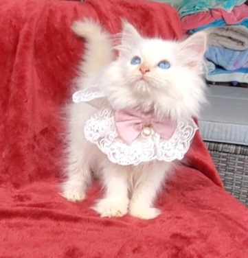 ragdoll kitten Delilah