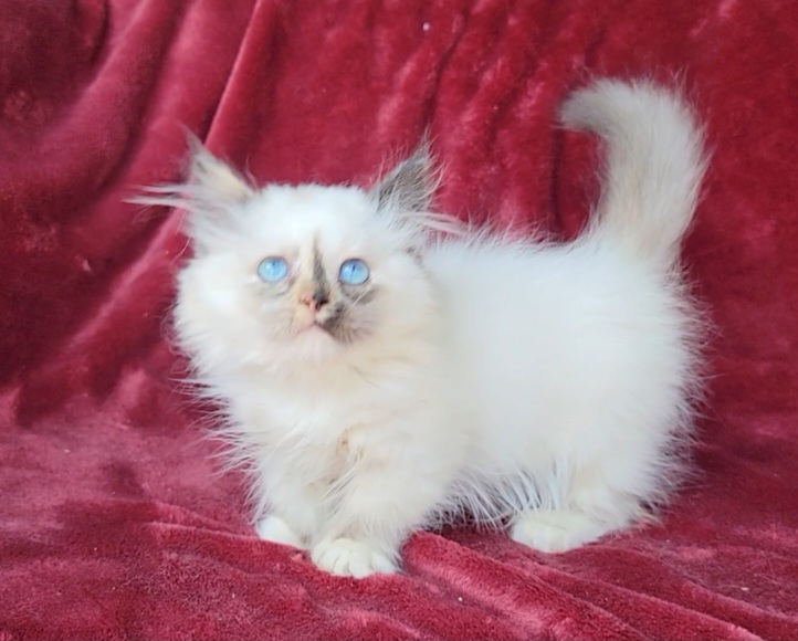 ragdoll kitten Poppy