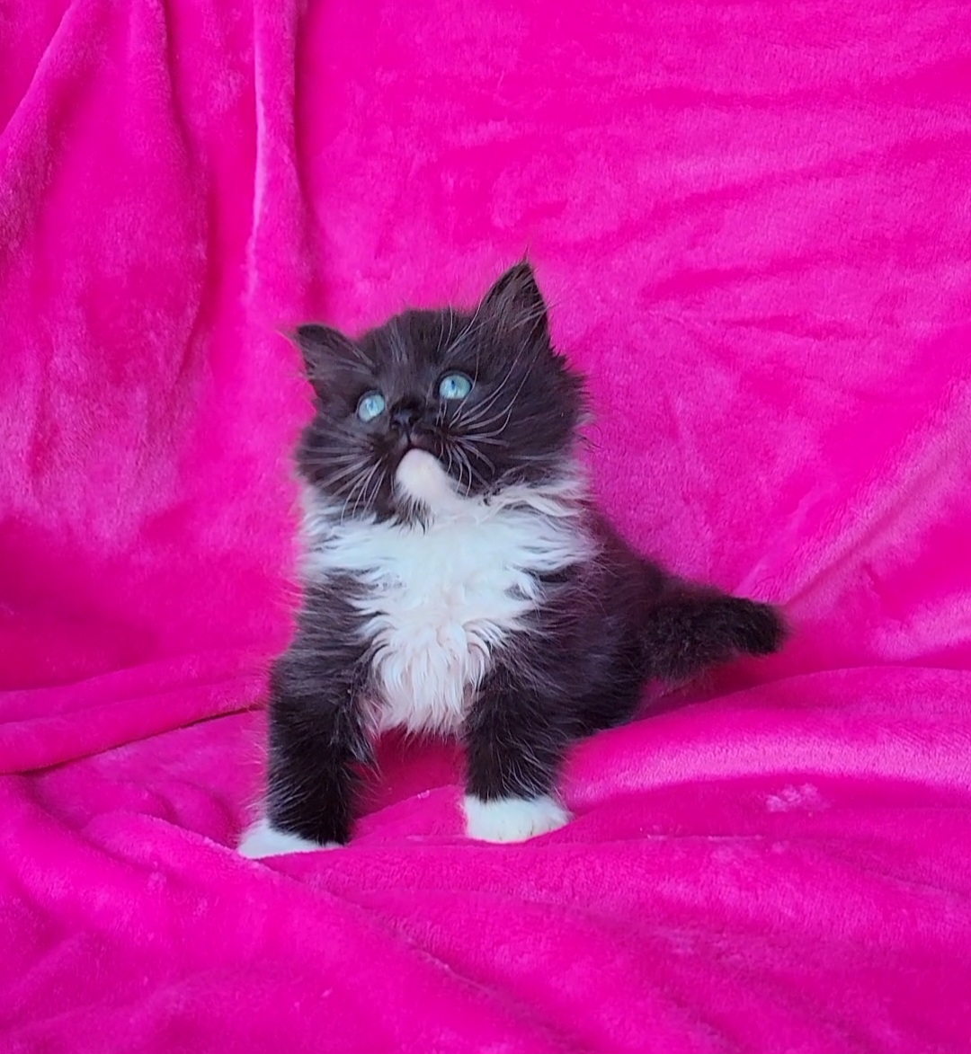 ragdoll kitten Bucky