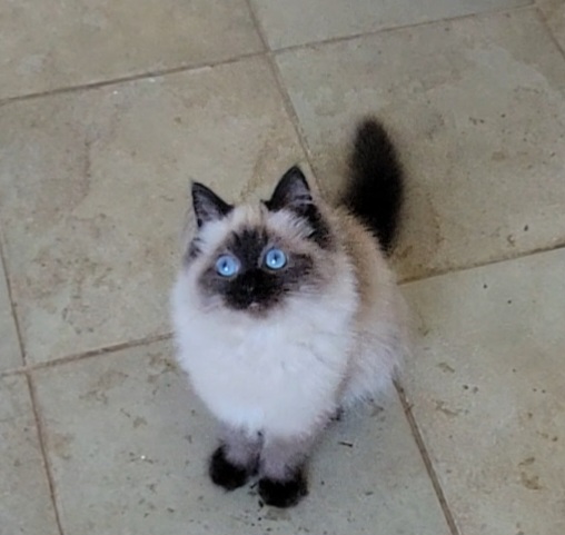 ragdoll kitten Mochi