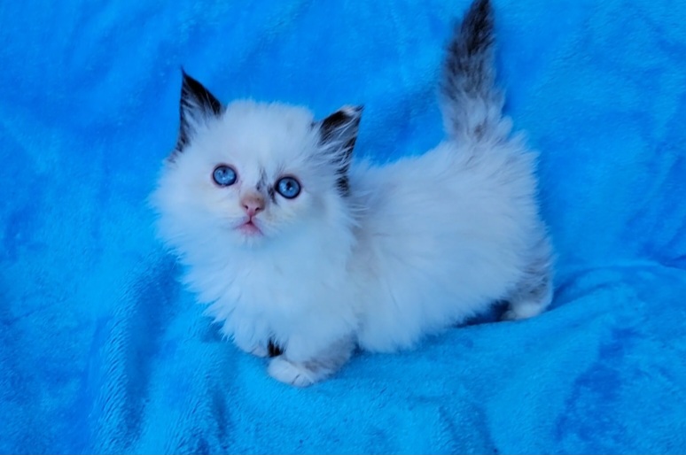 ragdoll kitten Munchkin Girl