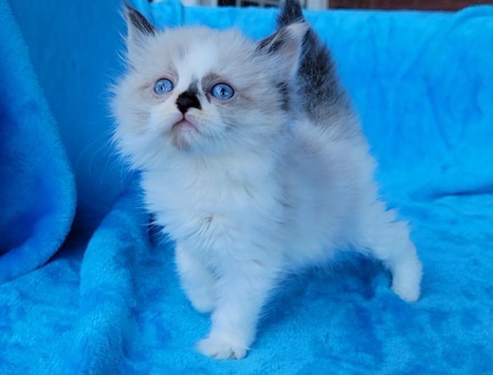 ragdoll kitten Seal Bicolor Tortie