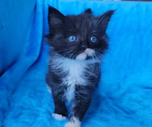 ragdoll kitten Solid Tortie Cherubim 