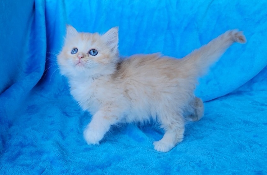 ragdoll kitten Red Tabby Mitted