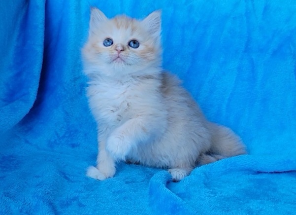 ragdoll kitten Red Tabby Mitted