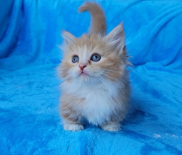 ragdoll kitten Munchkin Boy