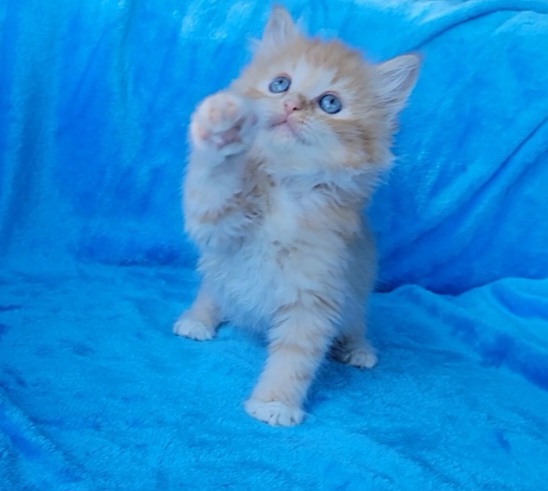 ragdoll kitten Red Mitted Boy