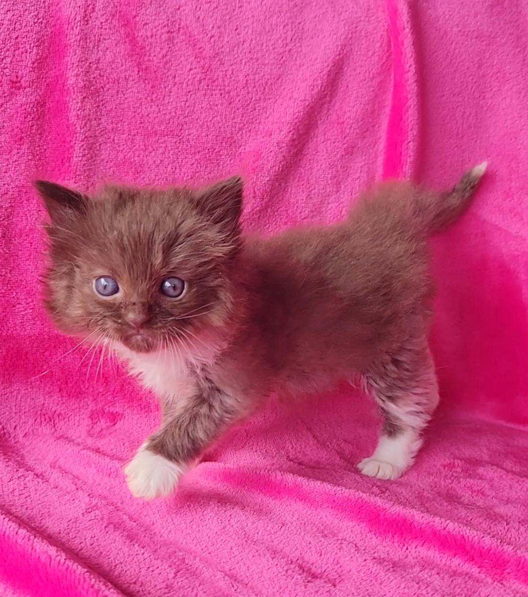 ragdoll kitten Seal Sepia Mitted