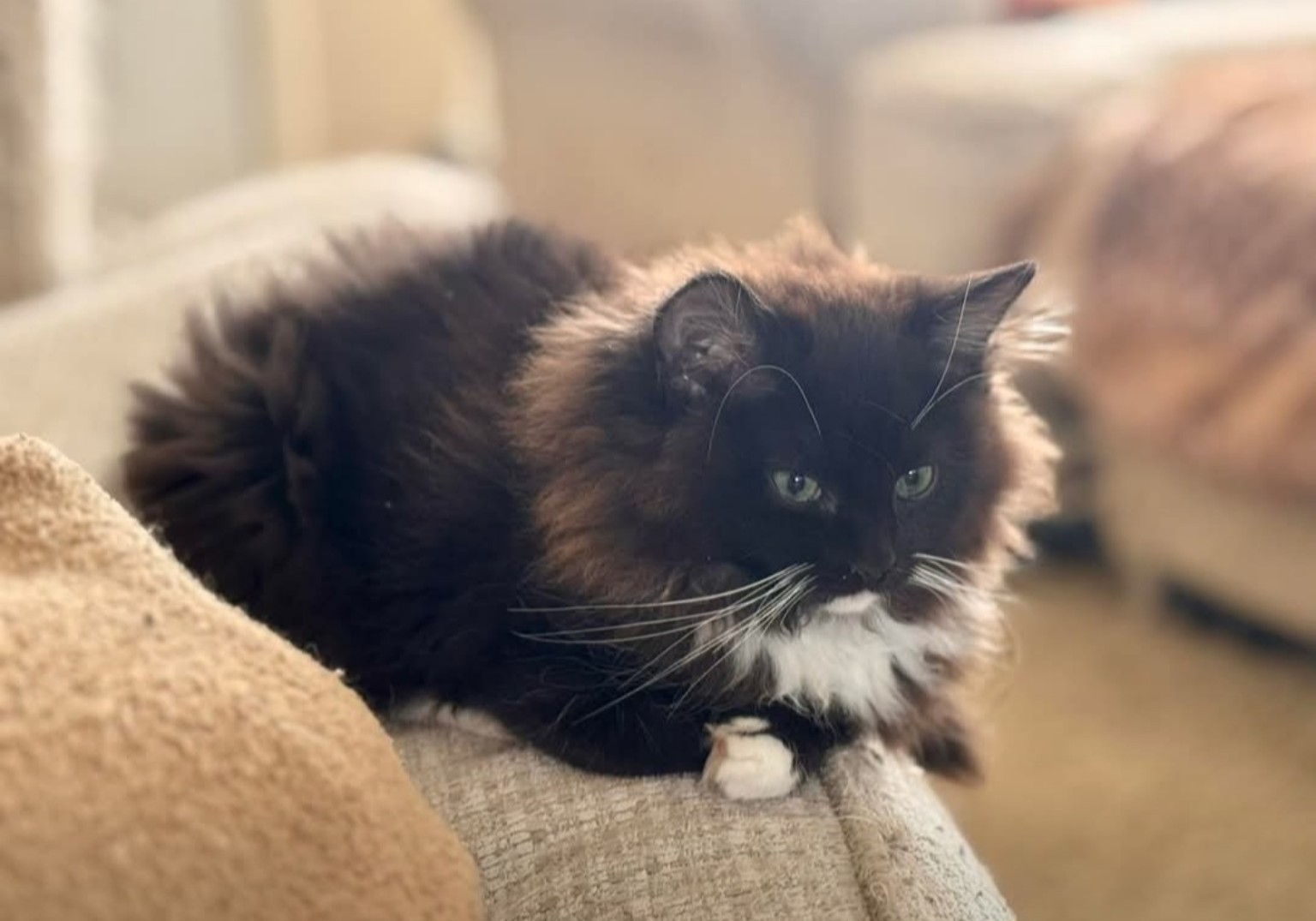 ragdoll kitten Mochi