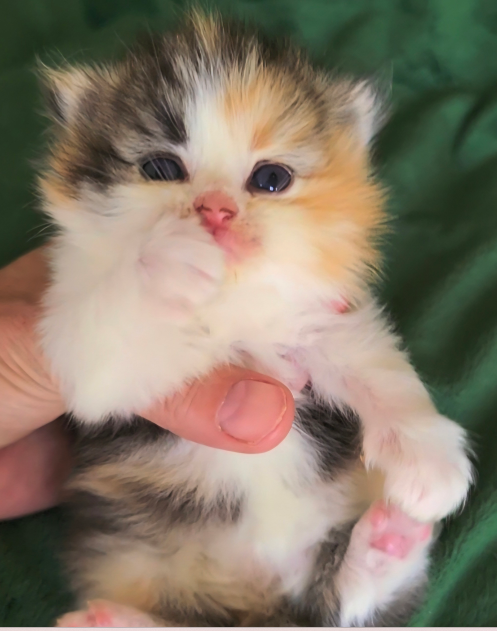 ragdoll kitten Prince
