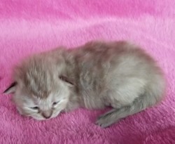 aarons ragdolls