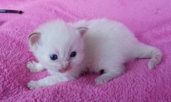 aarons ragdolls