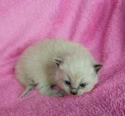 Aarons ragdolls hot sale