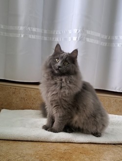 ragdoll kitten Asher