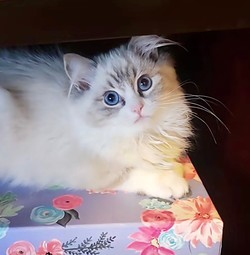 ragdoll kitten Lucas