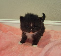 ragdoll kitten Rocco