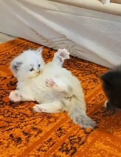 ragdoll kitten Sissy