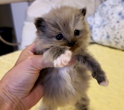 ragdoll kitten Coco Pebbles