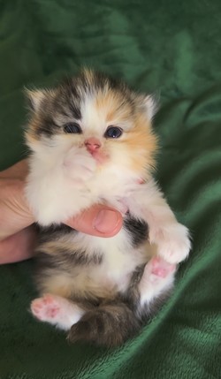 ragdoll kitten Cali