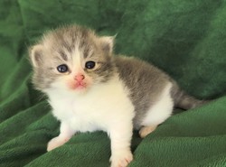 ragdoll kitten Leia